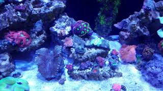 Rosco's Reef 2000 Subscriber Contest