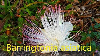 Barringtonia asiatica L Kutz, Putat laut, Pohon Perdamaian, A tree for Peace