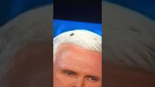 2020 Presidential Debate - Fly “Bug” on Vice President Mike Pence head