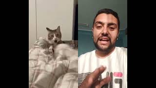 funny cute cats 😹 قطط جميلة مضحكة #cat #cute