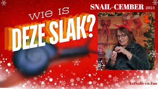 Slak met pit  #1 Snail-cember