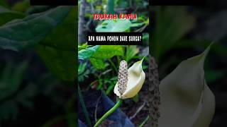 TAUKAH KAMU _ APA NAMA POHON DARI SYUGA❓❓#memedakwah #shorts #trending #viral