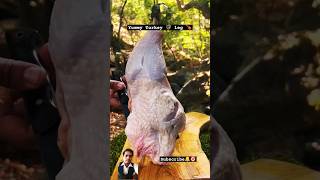 cooking_turkey_leg_in_mud_and_leaves 🦃 💯✅Ep-17 outdoor_cooking 😋#reactionvideo #shorts #turkey #1k