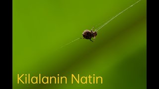 Kilalanin natin ang Araneus ventricosus Spider