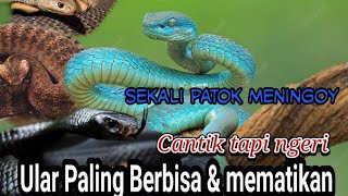 Ular Paling Mematikan di dunia