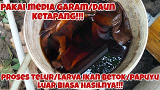 PEMIJAHAN 32 TEMPAT PAKAI MEDIA GARAM/REBUSAN DAUN KETAPANG, IKAN BETOK HASILNYA LARVANYA LUAR BIASA