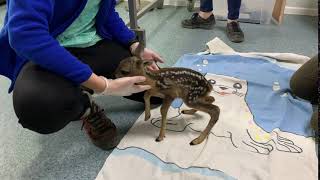 Clinical evaluation of a newborn rescued baby deer