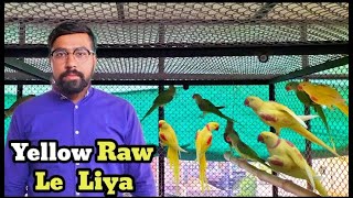 Mere Big Birds Ke Setup Ka Visit Yellow Raw Bhi Le Liya | Pets 4 Everyone | #lovebirds #shorts