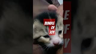 cute cat 🐈| cutee kitten #shorts #shortvideo #ytshorts