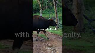 Gaur World's Most Powerful #wild #cattle #shorts #shortsvideo #nature #wildlife #travel #India