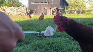 Chickens eating vanilla ice cream