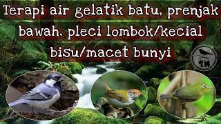 Terapi air buat gelatik batu, prenjak bawah/lumut, pleci lombok/kacial macet bunyi