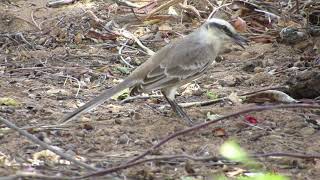 SABIÁ DO CAMPO, tejo do campo, galo do campo, papa sebo,sabiá boiadeiro, sabiá poca,Mimus saturninus