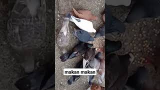 merpati #shortbeta #shortyoutube #videoshort #fypシ #suasanakampung #suasanapedesaan