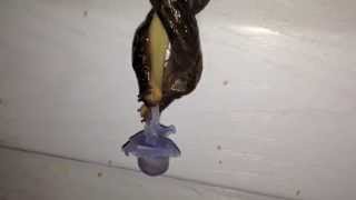 Slugs Mating