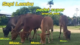 Sapi Lembu Aneuk Pee Lucu Menikmati Rumput Segar #pedet #cow #sapi  #sapilucu  #suarasapi #sapimoo