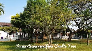 Tanaman Pohon Peneduh Candle Tree, Parmentiera cereifera yang indah