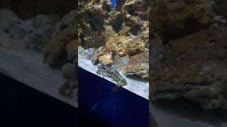 Desak desakan lihat lobster #shorts #shortvideo #viral