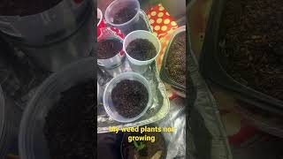 My weed plants not growing