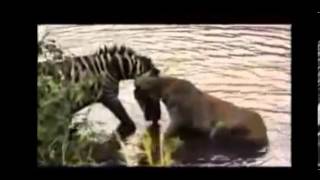 Inspirational Unbelievable Escape Zebra Vs Lion Fight Never Seen Miracle