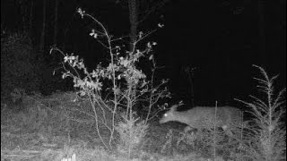 Maine deer hunting deer down!