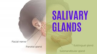 #Salivary glands #