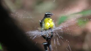 Showering Bananaquit