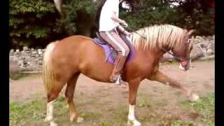 spanish walk on a 2yr6 months old welsh cob filly (trying)