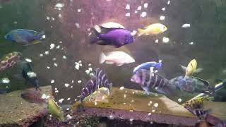 African Cichlid's aquarium tank #relax #relaxing #relaxation