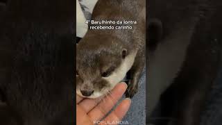 Momentos fofos dos animais