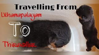 Jessica The Rottweiler Travelling From Uthamapalayam To Thiruvallur | Rottweiler | Jessica the Runt