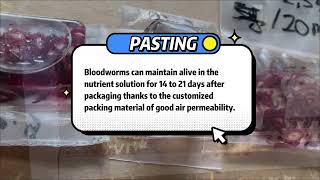 DPP80 Small Blister Packing Machine for Bloodworms #blisterpackingmachine #bloodworm