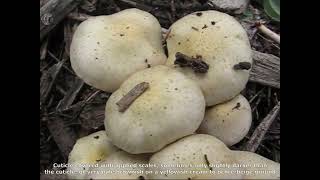 Pholiota gummosa. Champimaginatis. English Text.