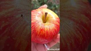 harvesting fruits 🍎🍏🍈🍐🍑 #seasonal #fruitharvest #fruitfarming #satisfying @gardening_lover7469