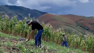 Cómo se SIEMBRA la BRACHIARIA Brizantha Marandú | Maycol Guevaraa