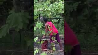 Ampalaya #shortvideo #shorts