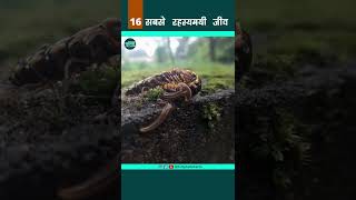 Hammerhead Worm - सबसे रहस्यमयी जीव 16 #shorts #youtubeshorts #shortsvideo