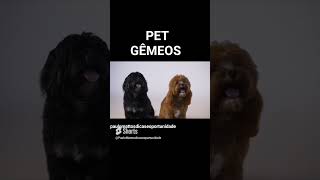 Pet Gémeos #shorts #animais #gêmeos