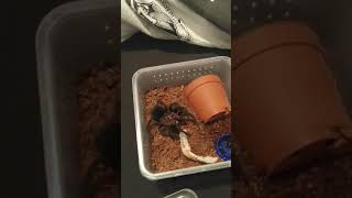 🍽️ Feeding My Tarantula. #tarantula #tarantulas #spider #vogelspinnen #tarantulafeeding