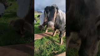 Baby goats can't cross the bridge.🤣