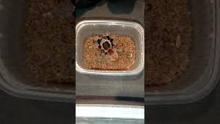 🕸️ Acanthoscurria sp. Red Tarantula FEEDING 🪳 #tarantula #vogelspinnen #tarantulafeeding