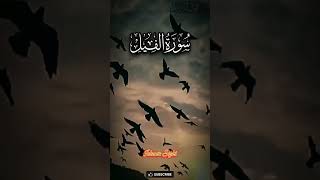 سوره الفیل خوبصورت ترجمے کے ساتھ || Surah feel with translation ||