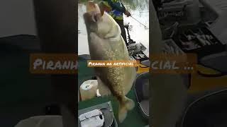 pescaria de piranha na artificial em Três Marias(MG).