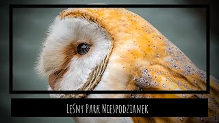 Leśny Park Niespodzianek  YT   HD 1080p