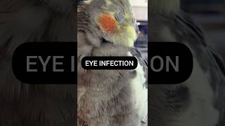 Cockatiel Bird Eye Infection || Isolate Bird First Before Treatment ||