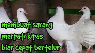 Membuat Sarang Merpati Kipas Biar Cepat Bertelur