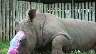 Saving injured rhinos and giving them a second chance at life | Animal rescue compilation