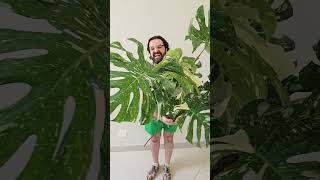 O DELÍRIO POR UMA DAS PLANTAS MAIS DESEJADAS DO MUNDO!  Monstera Thai Constellation