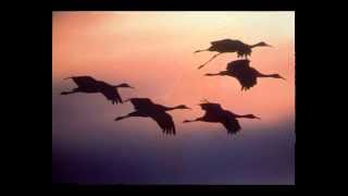 After A Flock Of Cranes - Vladimir Khrobystov (bamboo flute quena) - Zen