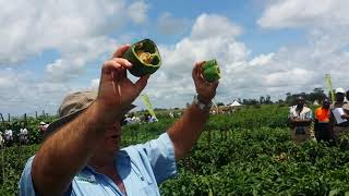 Importance of Good Varietal Selection on Pepper - Starke Ayres